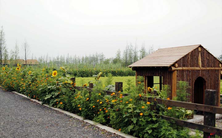 鄉村旅游規劃公司：田園東方旅游規劃形成成片的花海